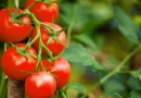 Tomato – The God Food for Nutrition and Human Health