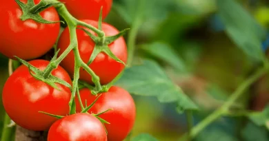 Tomato - The God Food for Nutrition and Human Health