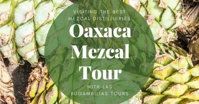 How to Choose a Mezcal Tour in Oaxaca Mexico