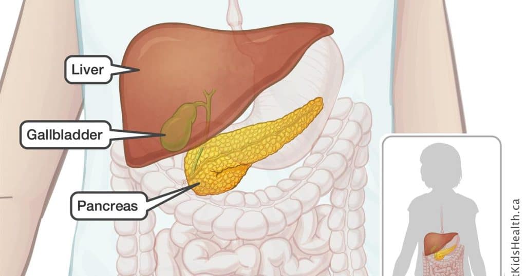 A Good Diet Makes a Happy Gall Bladder A Good Diet Makes a Happy Gall Bladder