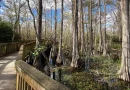 Florida Tourist Attractions – Big Cypress National Preserve, The Everglades