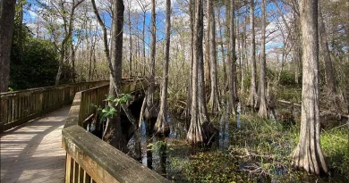 Florida Tourist Attractions - Big Cypress National Preserve, The Everglades