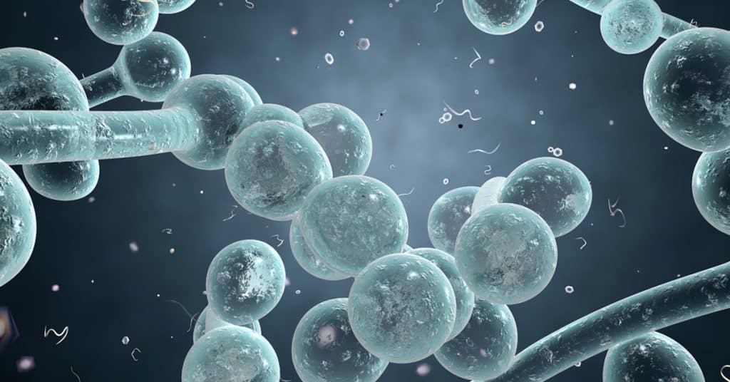 Killing Candida Albicans With Microwave – Decreases Food Nutrition Value Killing Candida Albicans With Microwave – Decreases Food Nutrition Value