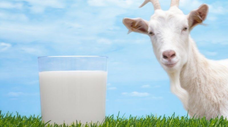 Elderly Nutrition and the Supporting Role of Goat Milk