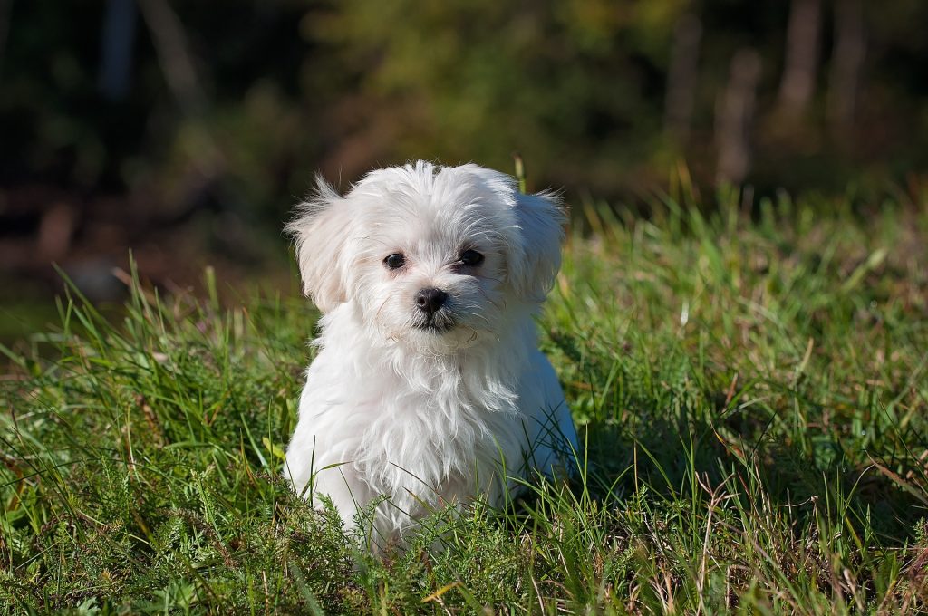 Is A Premium Dog Food Really That Much Better For Your Dog? Is A Premium Dog Food Really That Much Better For Your Dog?