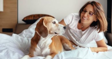 Choosing Pet Friendly Hotels And Other Travel Advice