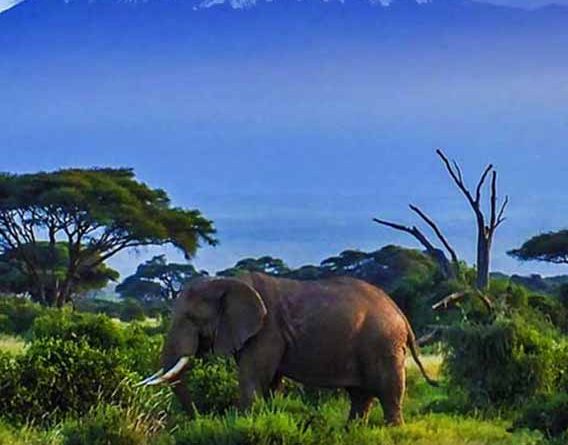 Africa Tour and Travel - Nature at Its Wild Best
