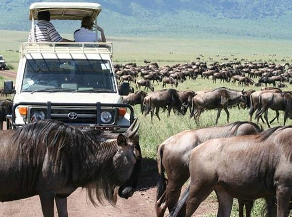 Kenya Safari Tour Operators